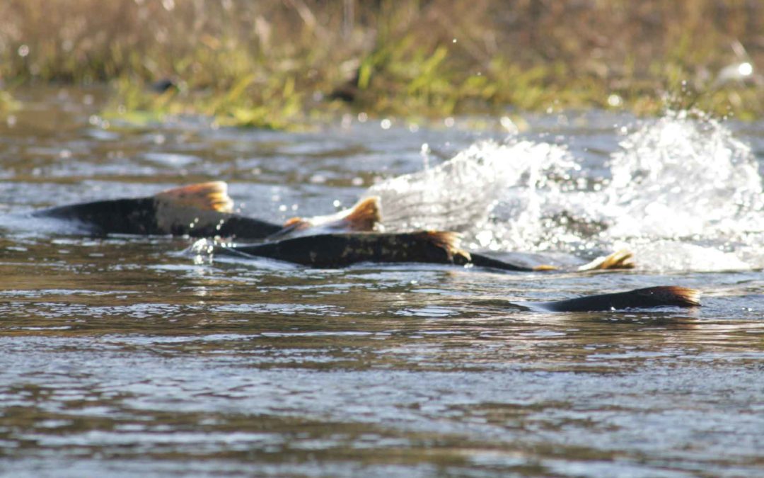 Salmon Recovery Funding Board Supplemental Grant Round