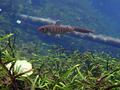 Aquatic Invasive Plants Management Grants Program