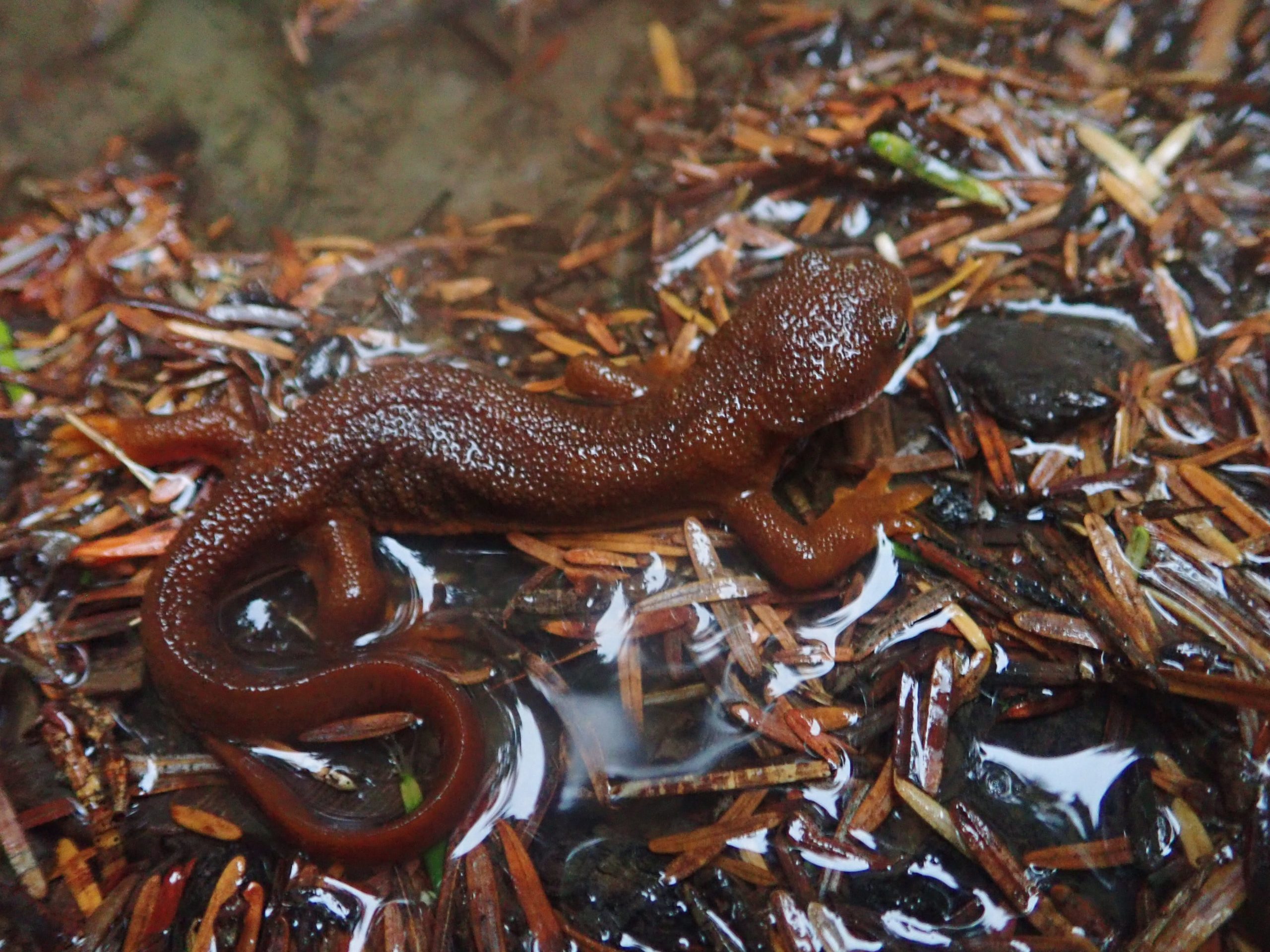 Rough-skinned Newt