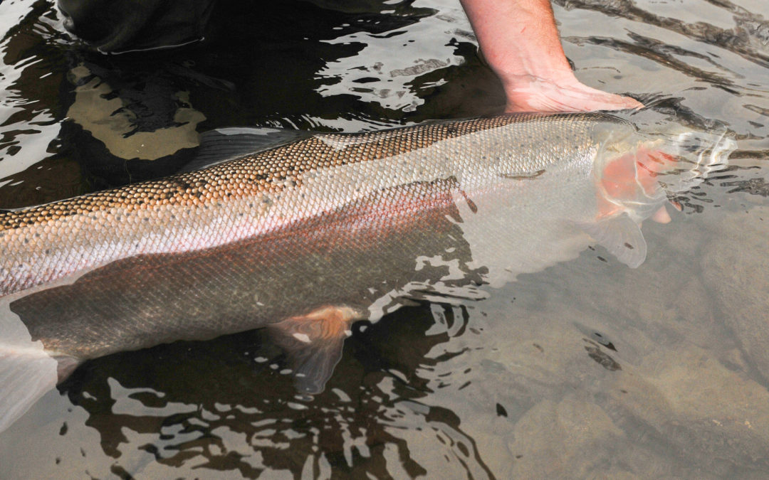 American Fisheries Society Small Project Grants