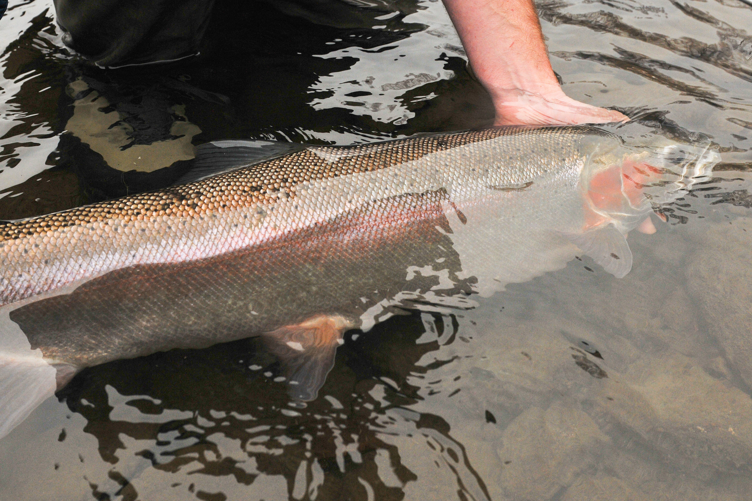 Salmon