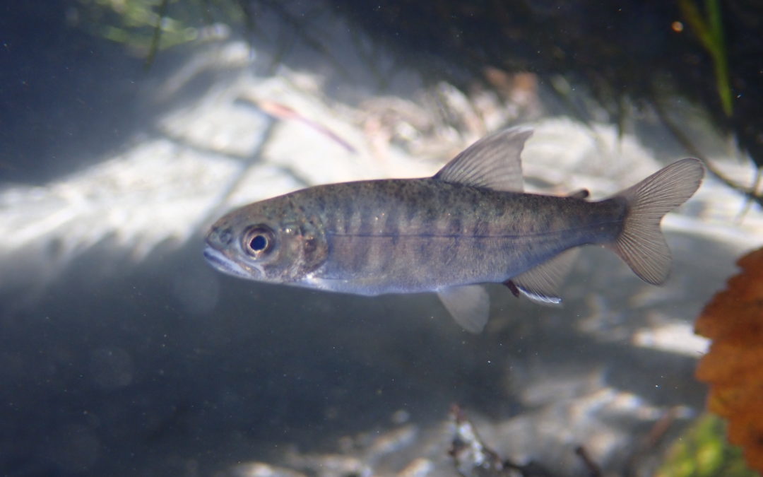 Tribal Wildlife Grants (TWG)
