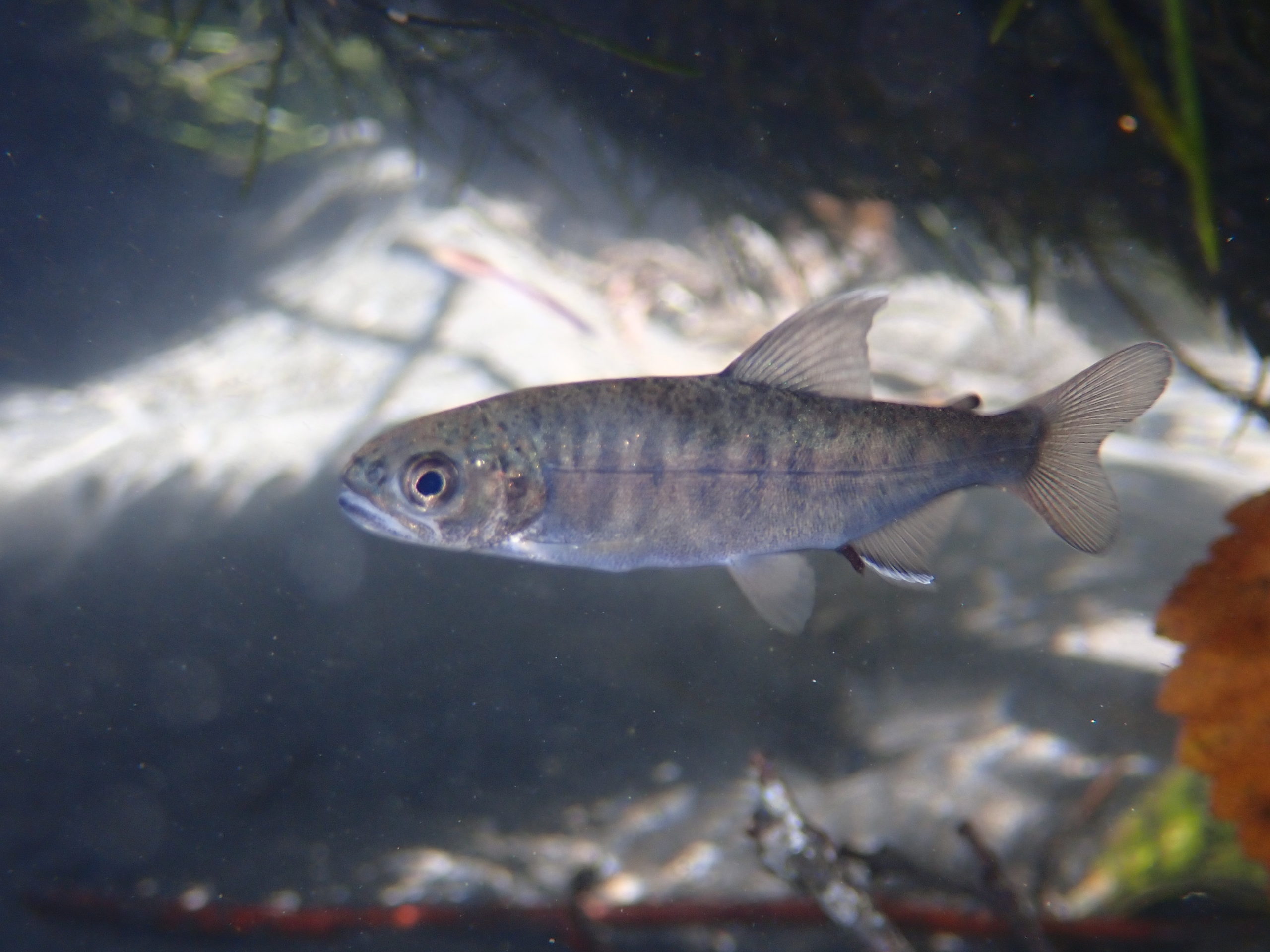 SF Hoh River Coho Juvenile