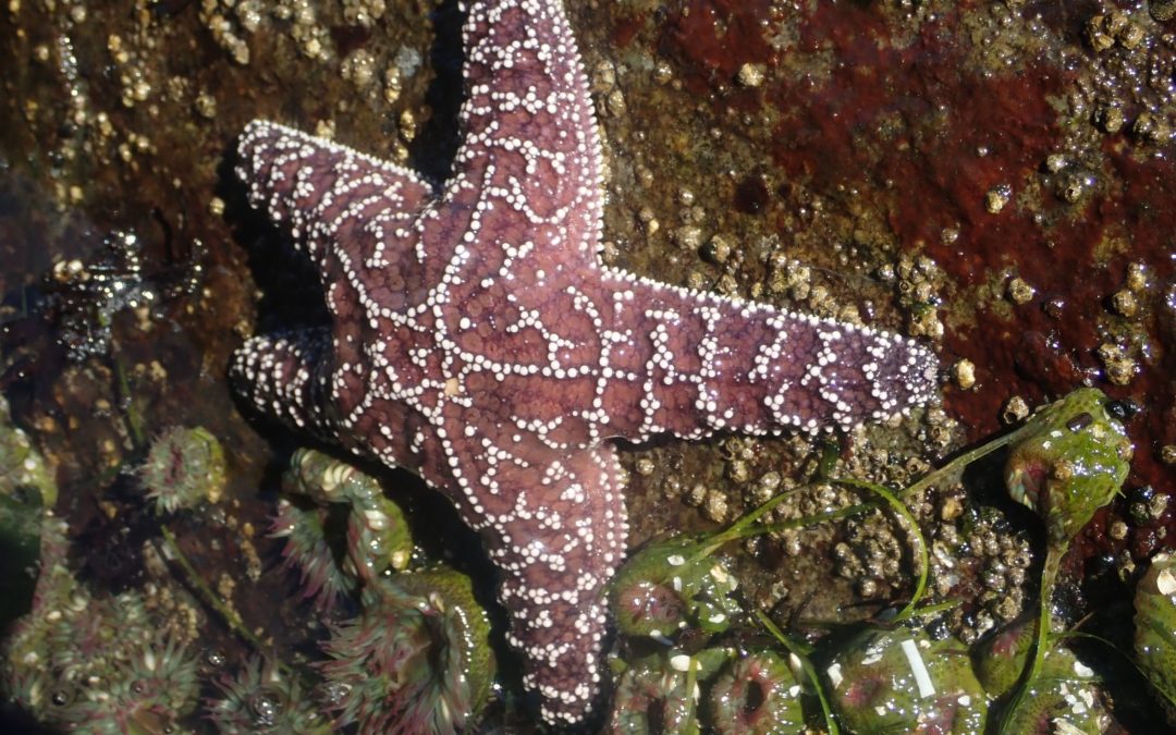 Pacific Marine and Estuarine Fish Habitat Partnership
