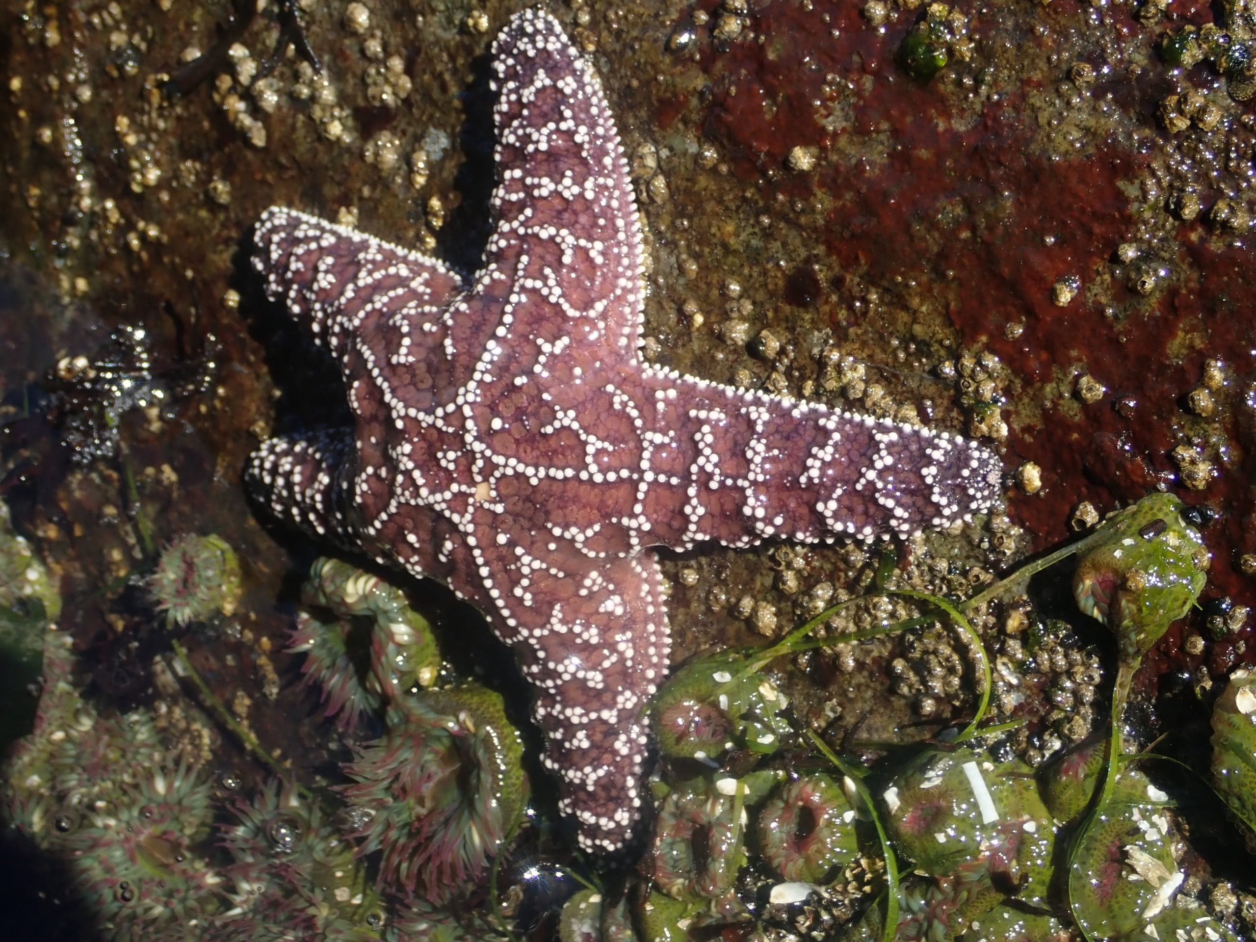 Seastar