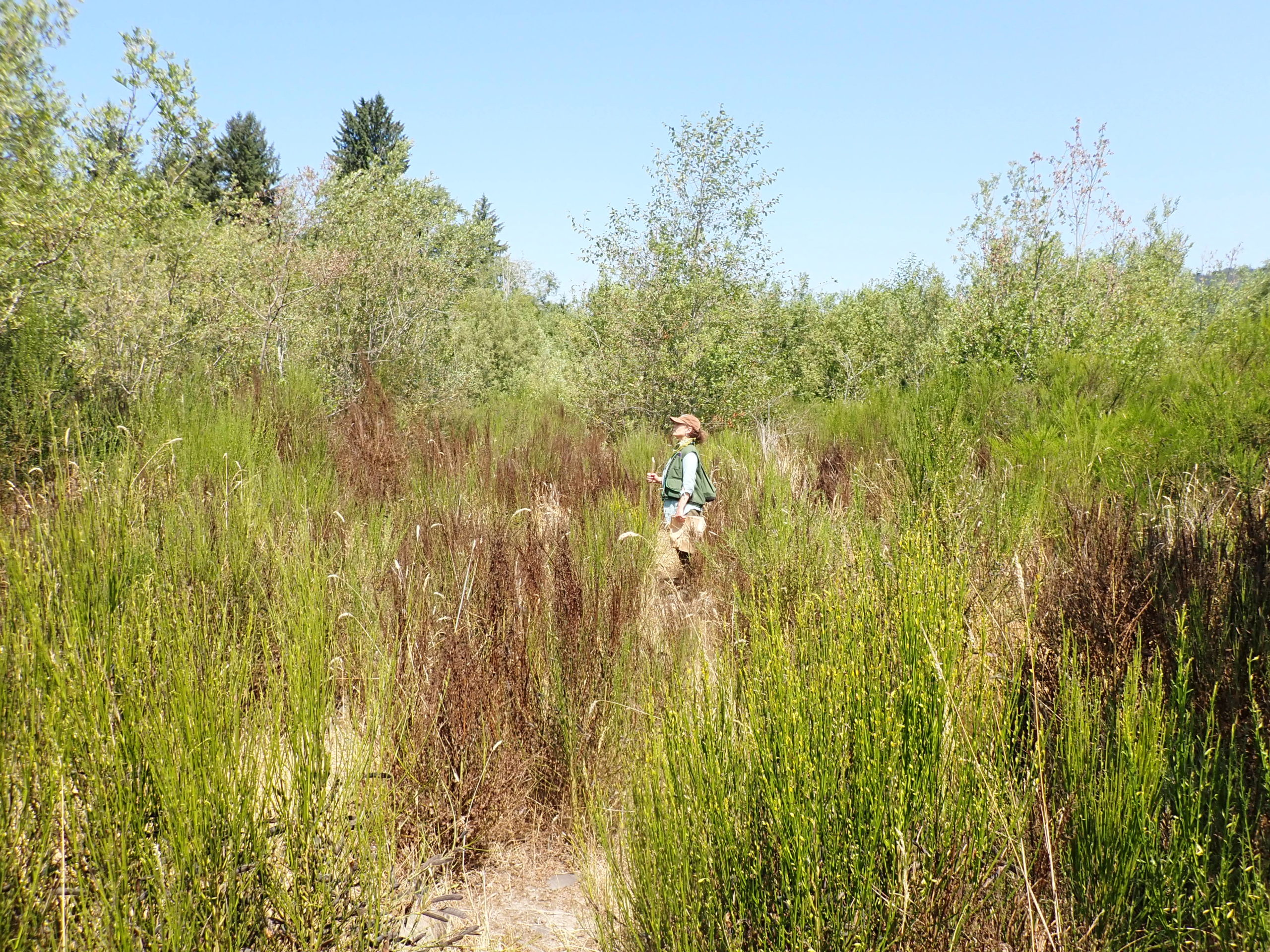 Elk Creek, Hoh River, Floodplain, Invasive Plants, Scotchbroom, Heat Wave, Jill Silver, by Mara Zimmerman