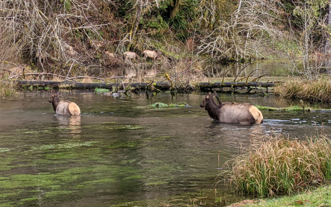 The Wildlife Society Research Grants