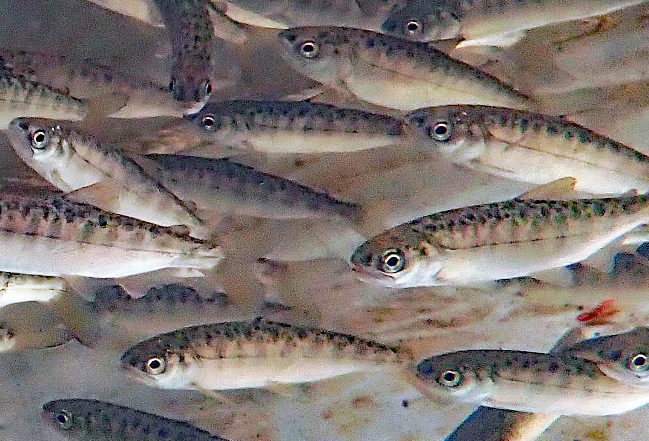 Upper Chehalis – WDFW Smolt Monitoring