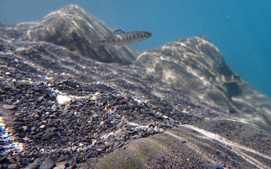 Western Native Trout Initiative National Fish Habitat Partnership