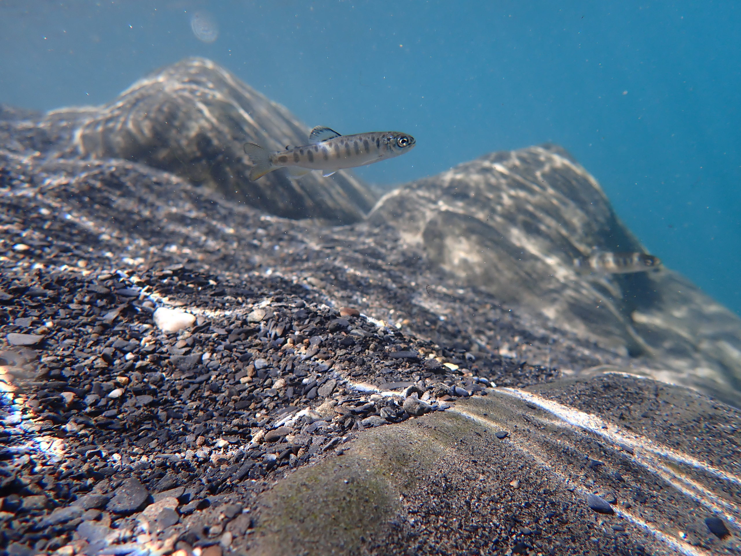 Trout Fry