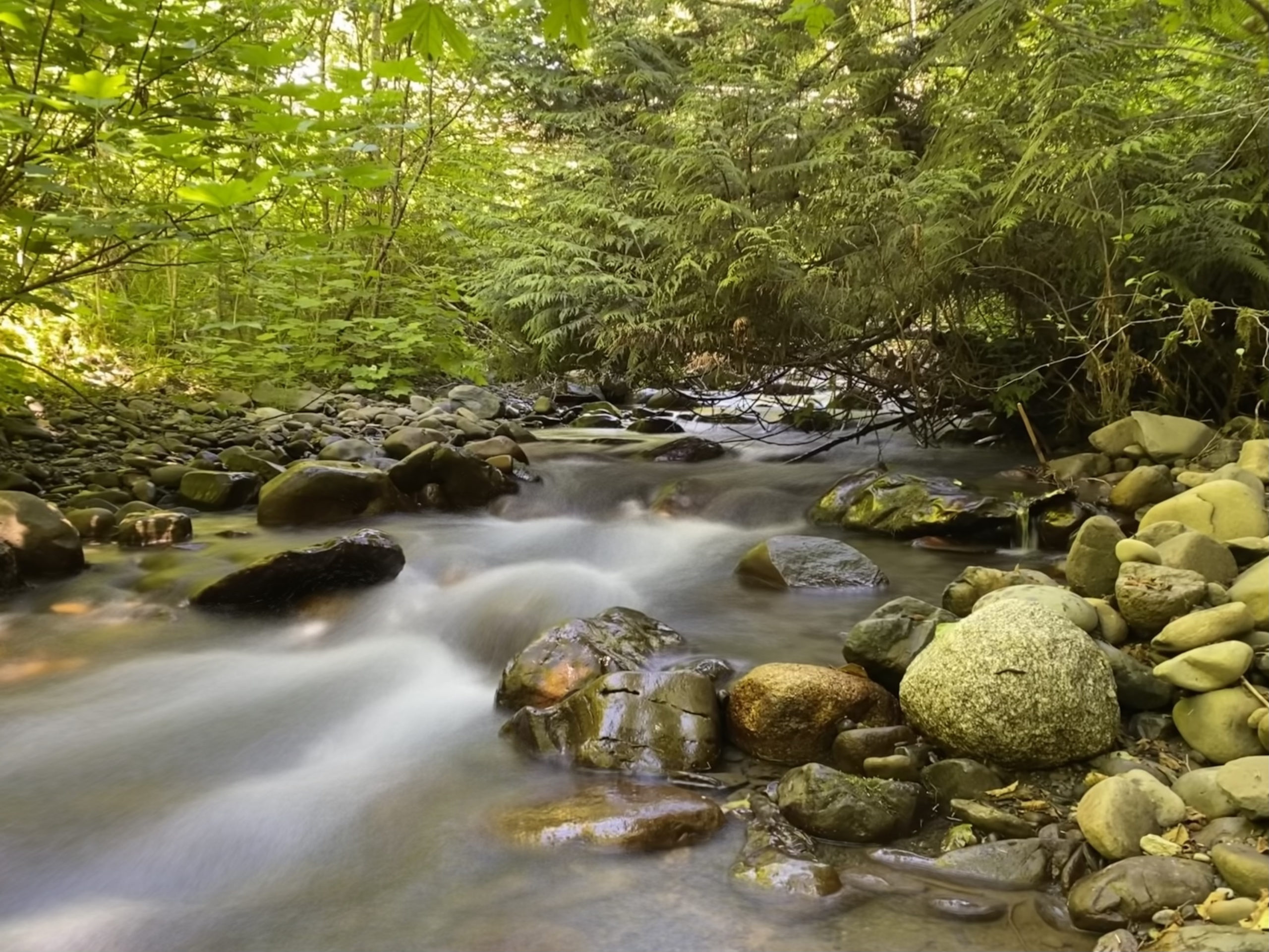 Hoh Rainforest